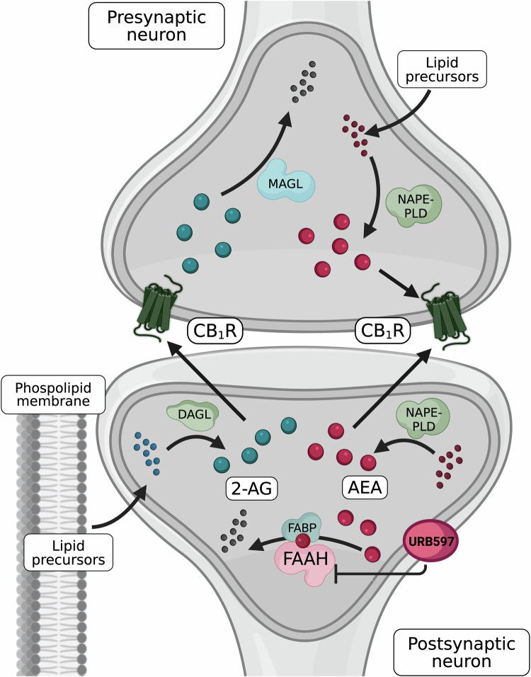 Schematic overview of eCB signalling and FAAH mediated modulation.AEA and 2-AG are synthesised on demand from membrane phospholipid precursors, primarily via the N-arachidonoyl phosphatidylethanolamine specific phospholipase D (NAPE-PLD) pathway for AEA, which appears to occur in both pre and postsynaptic neurons, and via diacylglycerol lipase (DAGL) for 2-AG. Following synthesis, AEA is transported intracellularly by fatty acid binding proteins (FABPs), noting other AEA transporters have been suggested (e.g., heat shock protein 70, albumin, sterol carrier protein 2), which facilitate its retrograde trafficking. AEA is subsequently hydrolysed by FAAH into arachidonic acid and ethanolamine, while 2-AG is broken down by monoacylglycerol lipase (MAGL). Pharmacological inhibition of AEA hydrolysis is depicted via URB597, a selective FAAH inhibitor that elevates AEA. These mechanisms modulate synaptic eCB tone and represent key targets for therapeutic intervention. Note: Though this schematic focuses on the canonical NAPE-PLD and FAAH pathways, AEA signalling also involves additional biosynthetic (e.g., α,β-hydrolase domain-containing 4, ABHD4; glycerophosphodiesterases 1, 4, or 7, GDE1, GDE4, GDE7) and degradative (e.g., N-acylethanolamine acid amidase (NAAA); cyclooxygenase-2 (COX-2); lipoxygenases) pathways. These have not been depicted to maintain visual clarity. Created in BioRender. Rohleder, C. (2026) https://BioRender.com/ppn0frn.
