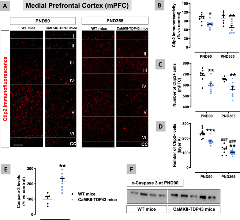 Data of Ctip2 immunofluorescence (panels A–D) in the mPFC of FTD and wildtype male mice at two different ages (PND90 and PND365), including representative microphotographs (panel A) for each genotype and the two ages investigated (scale bar = 50 μm), as well as data of caspase-3 levels at PND90 (panels E,F). Details in the text. Data were expressed as means ± SEM and were analysed by two-way analysis of variance followed by the Bonferroni test (*p < 0.05, **p < 0.01, ***p < 0.005 versus the corresponding wildtype mice; ###p < 0.005 versus the same group at PND90) for immunofluorescence, or the unpaired Student’s t-test (**p < 0.01) for Western blotting