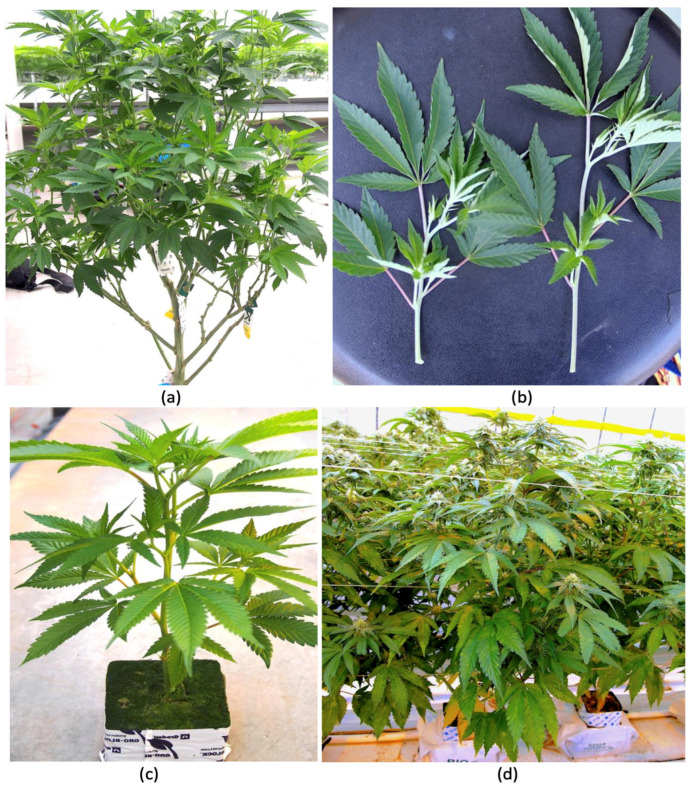The different stages of growth of greenhouse-cultivated cannabis plants from which tissue samples were obtained for microbiome and microscopic analyses. (a) Mother (stock) plants approximately 3 months of age. (b) Vegetative cuttings taken from mother plants used for propagation. (c) A vegetative plant approximately 4 weeks following the rooting of cuttings. (d) Flowering plants approximately 4 weeks into flowering.