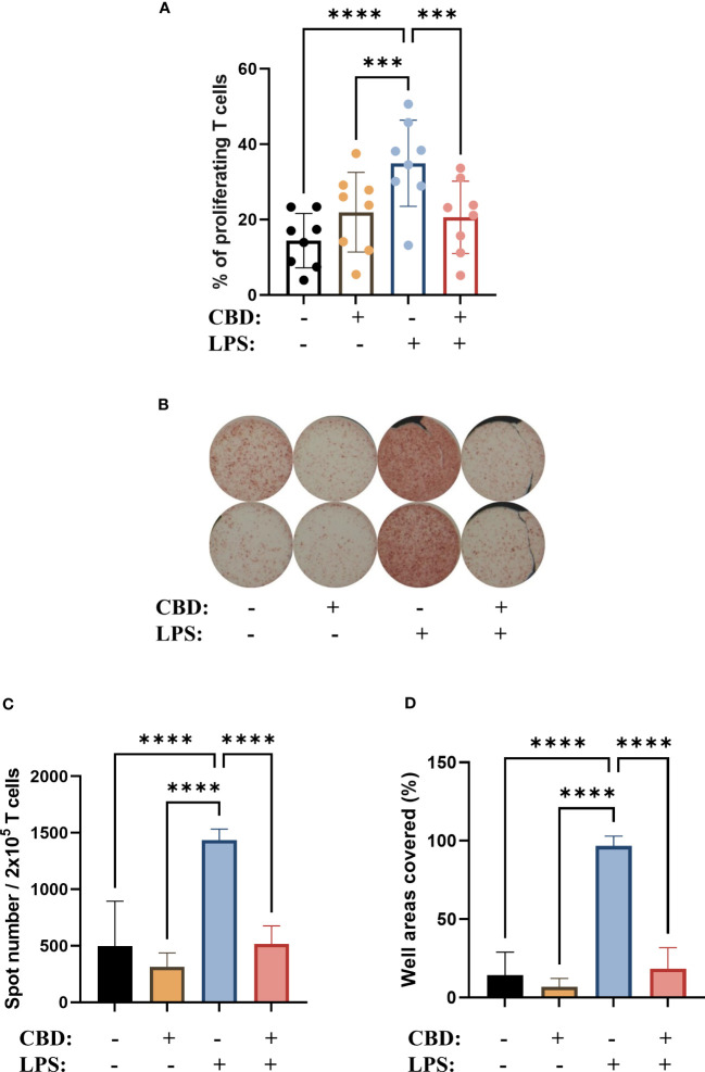 CBD-treated, LPS stimulated moDCs were less effective at inducing the proliferation of naïve T cells, and IL-4 polarizing cell capacity is also abrogated. Monocytes were cultured in the presence of GM-CSF and IL-4 for five days to generate immature moDCs in the presence of 10 µM concentration of CBD or vehicle (0.1 v/v% absolute ethanol). Maturation was induced by applying lipopolysaccharide (LPS: 250 ng/ml) treatment for 24 h on day 5. (A) Percentage of proliferating T cells after 5 days of coculture of naïve T cells and moDCs at a ratio of 10:1. N=8, mean ± SD, individual donors are represented by symbols. ***p<0.001, ****p < 0.0001, as determined by repeated measures one-way ANOVA compared to the marked groups. (B) Representative ELISpot image showing the quantity of IL-4 producing T cells in brown. (C, D) The average number of spots reflecting T cell responses were tallied from 5-6 technical repeats. The mean values and the converted well area of spot numbers were counted based on 2 independent donors. Bar plots represent mean ± SD. ****p<0.0001 compared to the marked groups as determined by repeated measures one-way ANOVA. CBD, (-)-cannabidiol; LPS, lipopolysaccharide.