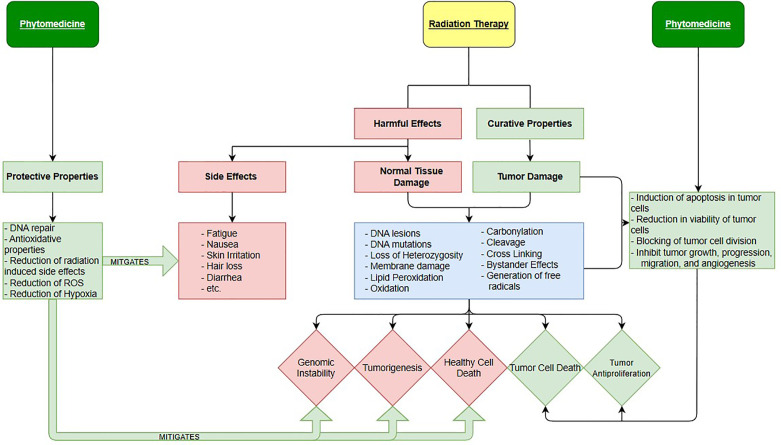 Harmful and Curative Properties of Radiation Therapy and Phytomedicines.