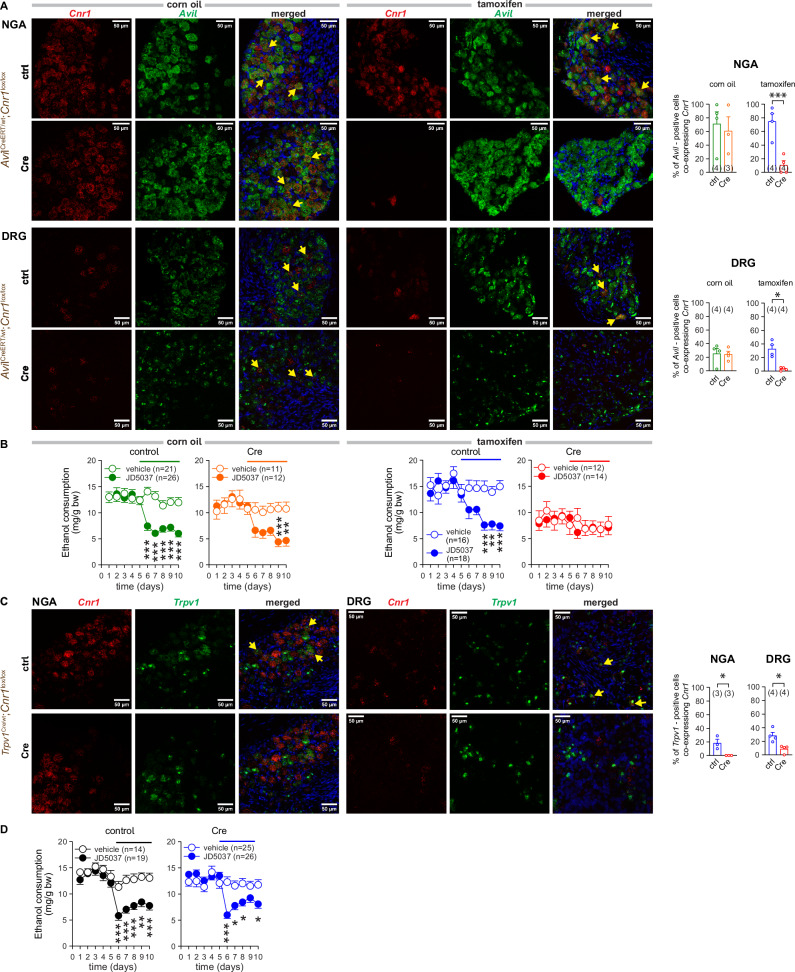 Deletion of CB1R from advillin+ sensory afferent neurons modulates VEI.A RNAscope images of Cnr1 and Avil expressions in NGA and DRG tissue sections from Cre-negative (control, ctrl) (Avilwt;Cnr1lox/lox) and Cre-positive (Cre) (AvilCreERT;Cnr1lox/lox) littermate mice receiving corn oil or tamoxifen. Co-localization was assessed by overlaying 2 channels. Arrows indicate examples of co-localization of mRNA for CB1R mRNA (red) and advillin (green). DAPI (blue) visualizes nuclear DNA. B The effect of CB1R blockade with JD5037 3 mg/kg p.o. on VEI in Cre-negative (control) (Avilwt;Cnr1lox/lox) and Cre-positive (Cre) (AvilCreERT;Cnr1lox/lox) littermate mice receiving corn oil or tamoxifen. C Cnr1 and Trpv1 expression as visualized by fluorescent RNAscope imaging of NGA and DRG tissue sections from Cre-negative (control, ctrl) (Trpv1wt;Cnr1lox/lox) and Cre-positive (Cre) (Trpv1Cre;Cnr1lox/lox) littermate mice. Co-localization was assessed by overlaying 2 channels. Arrows show examples of co-localization of mRNA for CB1R (red) and Trpv1 (green) and DAPI (blue). D The effect of CB1R blockade with JD5037 3 mg/kg p.o. on VEI in control (Trpv1wt;Cnr1lox/lox) and Trpv1 cell-specific Cnr1-deficient (Cre) (Trpv1Cre;Cnr1lox/lox) littermate mice. Points and bars represent means ± SEM from the indicated number of experiments. *P < 0.05, **P < 0.01, ***P < 0.001 by Student’s t-test for unpaired samples (upper bar graph in A), by Welch’s t-test (bottom bar graph in A) or by two-way ANOVA (B, D), or by Mann Whitney U test (C). Raw data points and the associated estimates of variation are accessible in the source data file.