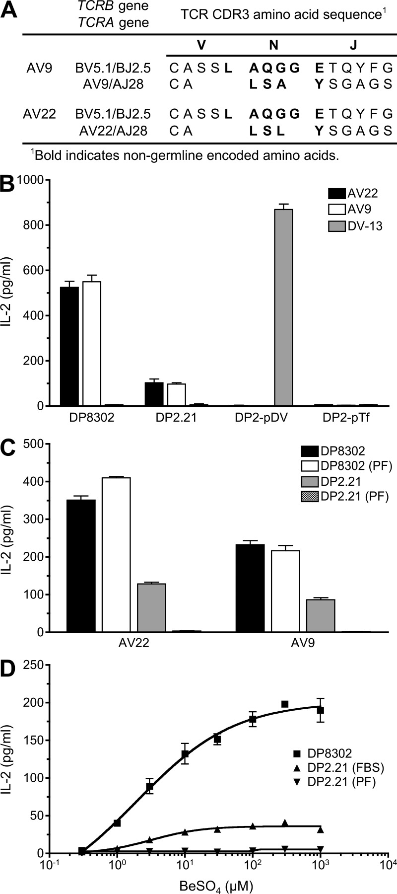 Be-specific CD4+ T cells require Be and a specific peptide for antigen recognition. (A) TCR gene segment usage and junctional region amino acid sequence of the Be-specific T cell hybridomas AV22 and AV9. (B) Be-specific (AV22 and AV9) and dengue virus–specific (DV-13) T cell hybridomas were stimulated with the following antigen-presenting cell lines: HLA-DP2–transfected mouse DAP3.L cells (DP8302), fibroblasts (B6 DK10) derived from MHCII- and invariant chain-deficient mice and transfected with native HLA-DP2 (DP2.21), and B6 DK10 cells transfected with HLA-DP2 with a transferrin receptor peptide (DP2-pTf, EPLSYTRFSLAR) or a dengue virus NS3–derived peptide (DP2-pDV, REIVDLMCHATF) covalently attached to the N terminus of the DP2 β-chain. 200 µM BeSO4 was added to all antigen-presenting cells except DP2-pDV–expressing fibroblasts, and the IL-2 response (mean ± SEM pg/ml) by the hybridomas was measured by ELISA. (C) AV22 and AV9 T cell hybridomas were stimulated with 200 µM BeSO4 presented by HLA-DP2–transfected fibroblasts grown in either FBS or protein-free (PF) medium. IL-2 secretion (mean ± SEM pg/ml) was measured by ELISA. (B and C) Data shown are representative of three experiments performed in triplicate. (D) AV22 hybridoma cells were stimulated over a range of BeSO4 concentrations (0.3–1,000 µM) using DP8302 cells grown in FBS-containing medium compared with DP2.21 cells grown in FBS and protein-free conditions. Data shown (mean IL-2 ± SD pg/ml) are representative of three experiments performed in triplicate.