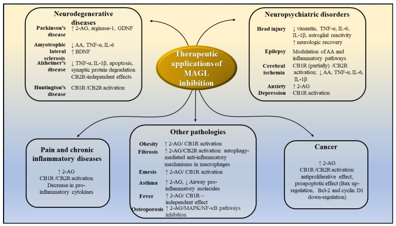 Potential therapeutic application of MAGL inhibitors, as demonstrated by preclinical studies. AA-arachidonic acid; 2-AG-2-arachidonoylglycerol; CB1R—cannabinoid receptors 1; CB2R—cannabinoid receptors 2; IL-1β-interleukin-1β; IL-6—interleukin 6; TNF-α -tumor necrosis factor α; MAPK- mitogen-activated protein kinase; NF-kB—nuclear factor kappa-light-chain-enhancer of activated B cells; GDNF—glial cell line-derived neurotrophic factor; BDNF—brain-derived neurotrophic factor.