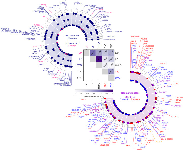Pleiotropic and phenotype-specific loci associated with thyroid diseases in the meta-analysis of GWAS.The heatmap illustrates the genetic correlation (rg) between thyroid phenotypes, which was estimated using cov-LDSC. The asterisks denote significance at a Benjamini–Hochberg FDR < 0.05. Circular plots highlight loci significantly associated with ThC and BNG (right) and autoimmune thyroid diseases (left). Right, The red and blue dots, along with the gene labels, indicate loci predominantly associated with ThC and BNG, respectively. Left, The red dots indicate loci significantly associated with GD but not with LT or primary hypothyroidism. PTCSC2 (right, yellow) is the only locus inversely associated with ThC and BNG (Supplementary Tables 6.1–6.6 list all loci).