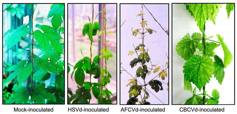 The disease symptoms observed in hop plants infected with HSVd included curled drooping leaf, while those infected with AFCVd showed both shortened internodes and leaf down curling (the yellowing of the leaves is not a symptom, but rather is a cultivar characteristic). Lastly, those infected with CBCVd showed leaf chlorosis.