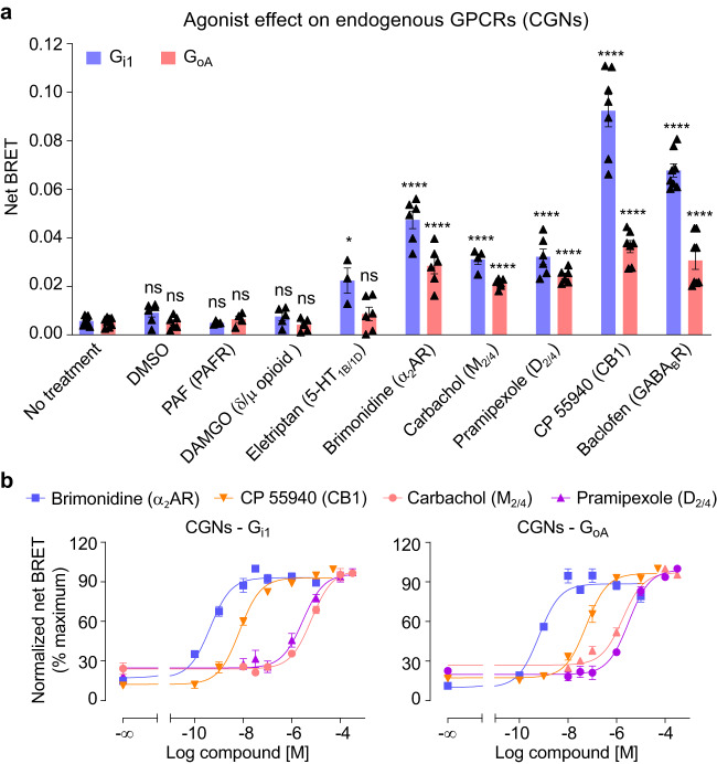 Gi/o protein sensors report the activity of other endogenous Gi/o-coupled GPCRs in CGNs.a Net BRET signal of the Gi1 and GoA sensors in CGNs induced by specific agonists of various Gi/o-coupled GPCRs using a saturating concentration of the indicated ligands (PAF, 10 μM; DAMGO, 100 μM; eletriptan, 100 μM; brimonidine, 10 μM; carbachol, 100 μM; pramipexole, 100 μM; CP 55940, 20 μM and baclofen, 100 μM). Values are mean ± SEM from at least biologically independent experiments each performed in triplicate. The n number of the indicated treatments in Gi1 and GoA are 6, 4, 5, 4, 6, 4, 6, 7, 8, and 8, 6, 4, 6, 6, 6, 6, 6, 7, 8, respectively. Data are analysed using one-way ANOVA with a Dunnett’s post-hoc multiple comparison test to determine significance (compared with no treated group). ****p < 0.0001, *p < 0.05 and not significant (ns). b Dose-response of the agonists brimonidine, CP 55940, carbachol and pramipexole for the α2 adrenoceptor, CB1, muscarinic M2/4 and dopamine D2/4 receptors, respectively, in CGNs co-transfected with Gαi1Nluc and VenusGγ2 or GαoANluc and VenusGγ2. Data are normalized to maximum response of each compound and mean ± SEM from at least three biologically independent experiments each performed in triplicate. Gi1, brimonidine (n = 3), CP 55940 (n = 4), carbachol (n = 4) and pramipexole (n = 4); GoA, brimonidine (n = 3), CP 55940 (n = 3), carbachol (n = 4) and pramipexole (n = 3). The raw data and p-values are available in source data provided as a Source Data file.