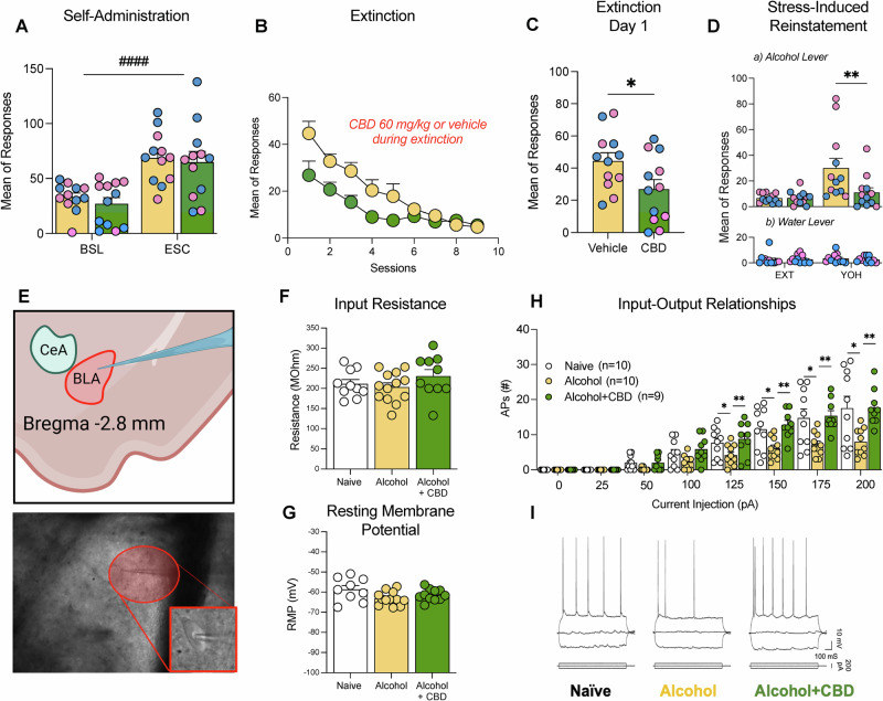 CBD effects on stress-induced reinstatement and on BLA neuronal excitability.A Alcohol self-administration pre-treatment; two-way ANOVA: no escalation × group interaction (F(1,22) = 0.02945, p = NS), significant vapor effect (F(1,22) = 34.86, p < 0.0001). B Extinction learning curves for CBD (green) and vehicle (yellow); two-way repeated measures ANOVA: significant time × treatment interaction (F(8,176) = 2.795, p = 0.0061). C Initial alcohol-seeking on first extinction day; unpaired t-test: t = 2.209, df = 22, p = 0.0379. D Yohimbine-induced reinstatement; panel a), Alcohol-paired lever: two-way ANOVA: significant stress × treatment interaction (F(1,22) = 5.651, p = 0.0266), Bonferroni post-hoc: vehicle reinstatement (p = 0.0023), blocked by CBD (p = 0.0069 vs. vehicle). panel b), water-paired lever stress × treatment interaction (F(1,22) = 1.185, p = 0.282). Individual data points for male (blue circles) and female (pink circles) rats are shown. Data as mean ± SEM. *p < 0.05, **p < 0.01, ####p < 0.0001 (main effect). E Representative whole-cell current-clamp recordings. F Input resistance; one-way ANOVA: F(2,30) = 1.283, p = 0.2874. G Resting membrane potential; one-way ANOVA: F(2,29) = 3.159, p = 0.0573. H Input-output relationships of action potential firing; two-way ANOVA: significant current × treatment interaction (F(14,182) = 4.373, p < 0.001), Tukey’s post-hoc: alcohol-dependent vs. naive (p < 0.05, ≥125 pA), CBD-treated vs. alcohol-exposed (p < 0.01), CBD comparable to naive. I Representative traces of action potential firing. Data as mean ± SEM. *p < 0.05, **p < 0.01.