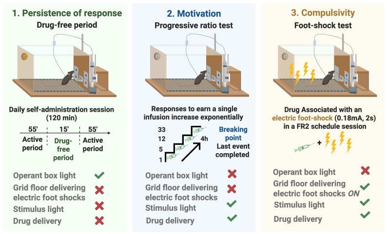 Addictive-like behavior was quantified at the end of training using three DSM-5–based criteria: 1) persistence, 2) motivation, and 3) compulsivity.Persistence was defined as non-reinforced active responses during the 15-min drug-free period across three days before the progressive-ratio (PR) session. Only the operant box house light is on during this period. Motivation was assessed with a PR schedule, with the breakpoint (last ratio completed before cessation of responding) taken as the motivation value. Only the conditioned-stimulus cue light and the drug delivery were active. Compulsivity was measured in a 50-min punished self-administration session under FR2, during which each infusion was paired with a 0.18 mA, 2 s foot shock, and the total number of shocks indexed resistance to punishment. The conditioned-stimulus cue light, the drug delivery, and the unconditioned stimulus of the grid floor delivering foot shocks were active. An overall addiction score was derived from these three behavioral measures.