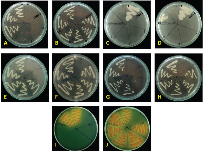 Confirmation of the minimum inhibitory concentration and the minimum bactericidal concentration of Cannabis sugar leaves extract on microorganisms by streak plate method. Different concentrations of cannabis sugar leaves extract were added to inoculated microorganisms, with concentrations ranging from CbEt 1-10; 500, 250, 125, 62.5, 31.25, 15.625, 7.815, 3.906, 1.953, and 0.977 mg/ml, respectively. The samples were then incubated at 37°C for 24 h at 200 rpm on a shaker. Finally, the growth inhibition by cannabis sugar leaf extract was confirmed using a streak plate. (A-B) Escherichia coli, (C-D) Bacillus cereus, (E-E) Staphylococcus aureus, (G-H) Staphylococcus epidermidis, and (I-J) Vibrio cholerae. The positive control was the microorganism itself, while the negative control was the nutrient broth.