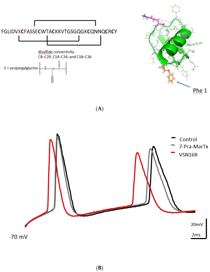 Effects of 7-Pra-MarTx and VSN16R on AP waveform under high and low frequency stimulus. (A) Amino acid sequence, connectivity and ribbon diagram showing 3D structure of 7-Pra-MarTx. (B) Exemplar trace showing effects of 7-Pra-MarTx and subsequent application of 100 μM VSN16R under high frequency stimulus. (C) Effects before (control) and at steady state after application of 100 nM 7-Pra-MarTx and 100 μM VSN16R on absolute change of first fAHP amplitude from resting potential and first ISI under low frequency stimulus. Data from n = 7 cells; * = P < 0.05.