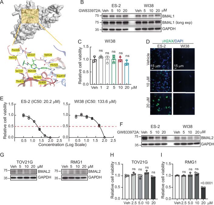 GW833972A can effectively target BMAL2- expressing cancer cells while having low adverse effects on normal cells.(A) Binding mode of GW833972A to human BMAL1. BMAL1-compound complex, in which the BMAL1 core circadian modulator (CCM) binding pocket in the PAS-B domain was shown as a molecular surface, and GW833972A was shown in green. Interaction of GW833972A to the contact residues of BMAL1 were shown. (B) IB of BMAL1 protein with GAPDH as a loading control in ES-2 and WI38 cells treated with vehicle (DMSO), 5, 10, or 20 µM GW833972A. Blots shown are from one representative experiment of three replicates. (C) Cell viability assays using WI38 cells treated with vehicle (DMSO), 5, 10, or 20 µM GW833972A. Data were shown as mean ± SD with P value based on unpaired t-test (n = 3). ns not significant. The experiments were repeated three times. (D) Representative γH2AX staining of ES-2 and WI38 cells treated with vehicle (DMSO), 10 or 20 µM GW833972A. Scale bar indicates 15 µm. (E) Dose-response curves for the assessment of cell viability in ES-2 and WI38 cells treated by GW833972A from 0 to 100 µM. The curves were plotted with log10 [GW833972A (µM)]. IC50 for each cell line was indicated. (F) IB of BMAL2 protein with GAPDH as a loading control in ES-2 and WI38 cells treated with vehicle (DMSO), 5, 10, or 20 µM GW833972A. Blots shown are from one representative experiment of three replicates. (G) IB of BMAL2 protein with GAPDH as a loading control in TOV21G and RMG1 cells treated with vehicle (DMSO), 5, 10, or 20 µM GW833972A. Blots shown are from one representative experiment of three replicates. (H, I) Cell viability assays using TOV21G (H) and RMG1 (I) cells treated with vehicle (DMSO), 5, 10, or 20 µM GW833972A. Data were shown as mean ± SD with P value based on unpaired t-test (n = 3). ns not significant. The experiments were repeated three times. Source data are available online for this figure.