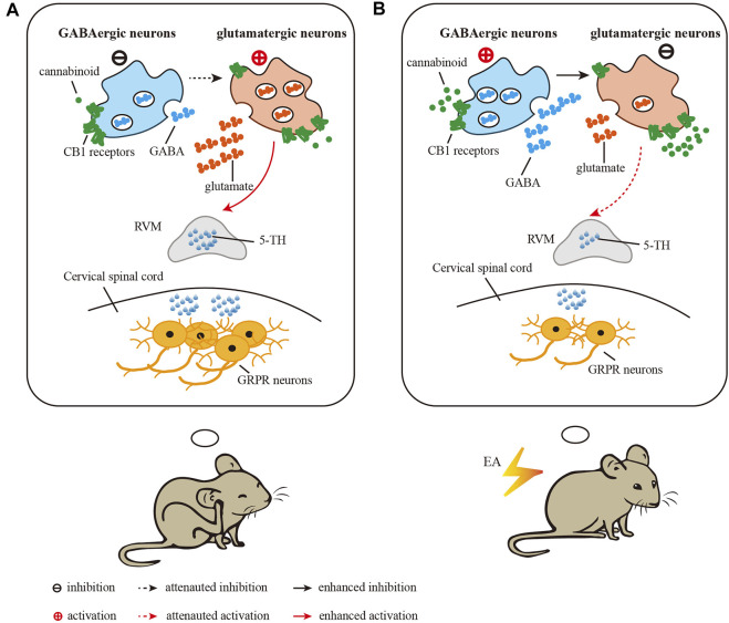 Diagram showing the role of CB1 receptors in the vlPAG in the inhibitory effect of EA on chronic itch. (A) in the vlPAG after induction of chronic itch, glutamatergic neurons are activated and GABAergic neurons are inhibited, which activate RVM neurons to increase the level of 5-HT and the expression of GRPR in the spinal cord. (B) EA treatment results in activation of GABAergic neurons to inhibit glutamatergic neurons in the vlPAG, thus attenuating the activation of RVM neurons and the level of 5-HT and the expression of GRPR in the spinal cord. EA promots the release of endogenous cannabinoids, which target CB1 receptors on glutamatergic terminals to inhibit neuronal activity. Through these two mechanisms, EA reduces the chronic itch.