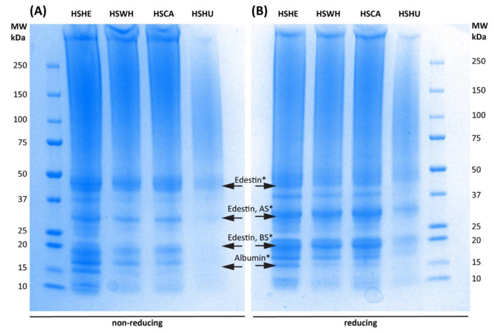 Non-reducing (A) and reducing (B) SDS-PAGE profiles for protein isolates extracted from hemp seeds and hemp by-products at 0.1 M NaOH. HSHE—hemp hearts; HSWH—hemp whole seed; HSCA—hemp cake; HSHU—hemp seed hulls. * Based on previously published data from Wang et al. (2019) [20] and Pavlovic et al. (2019) [21].