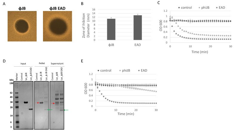 The contribution of ΦJB-CBD to ΦJB-lys lytic activity. (A) 5 µl of a 10 µM solution of ΦJB-lys or ΦJB-EAD was spotted onto MRS soft agar overlays (0.7%) seeded with L. delbrueckii 15808 and then incubated anaerobically for 16 h at 37 °C. (B) The diameter of the zone of inhibition was measured after 16 h of incubation. Data points (B) represent the mean ± standard deviation from two independent experiments (n = 6). (C) ΦJB-lys and ΦJB-EAD lysis of L. delbrueckii 15808 as measured by a turbidity reduction assay. Each protein was added to L. delbrueckii 15808 cells at a final concentration of 2.0 µM and OD600 was followed for 30 min at 37 °C. (D) The lysis reaction was fractionated into pellet and supernatant by centrifugation (14,000× g, 10 min) and samples were analyzed by SDS-PAGE and Coomasie blue staining. A representative biological replicate from two independent experiments run in triplicate is shown. The red arrow points to ΦJB-lys and the green arrow points to ΦJB-EAD. (E) Supernatant samples were mixed with live L. delbrueckii cells and the reduction in OD600 was monitored for 30 min. and plotted. The data points in C and E are Mean ± SD (n = 3).