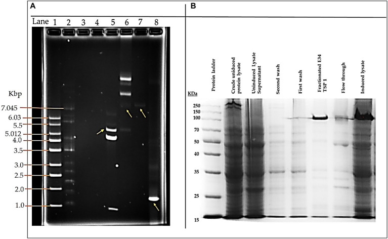 pET30a-LIC-E34 TSP clone verification and E34 TSP protein purification analysis. (A) Analysis of pET30a-E34 TSP clone in a 0.8% agarose gel. (B) Analysis of E34 TSP lysate and fraction using 10% SDS PAGE. Lane 1 = 1 kb DNA ladder, from Millipore Sigma. Lane 2 = NEB supercoil ladder; New England BioLabs. Lane 3 = miniprep for pET30a-E34 DNA in non-transformed cells. Lane 4 = miniprep for pET30a-E34 DNA in unsuccessfully transformed cells. Lane 5 = miniprep for pET30a-E34 DNA in successfully transformed cells; Nde1 digested pET30a-E34 DNA. Lane 6 = miniprep for pET30a-E34 DNA in successfully transformed cells; undigested pET30a-E34 DNA. Lane 7 = E34 WT DNA. Lane 8 = PCR product from pET30a-E34. (B) SDS-PAGE analysis of E34 TSP protein induced by IPTG, samples separated by 10% polyacrylamide gel, and visualized via Coomassie brilliant blue R-250. Induction of the E34 TSP was confirmed via the SDS PAGE. Comparing the induced lane and uninduced lane, it is observed that there was an overexpression of E34 TSP as indicated by the thicker band in the induced lane than the uninduced lanes.