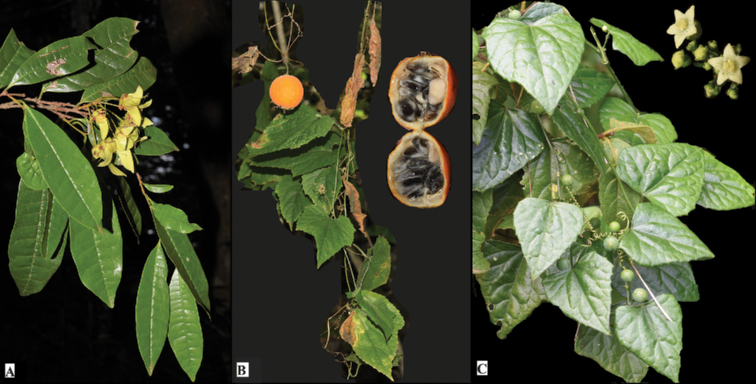 Photographs of new plant species recorded from Taita Hills AAcridocarpustaitensisBMomordicacalanthaCZehneriatuberifera.