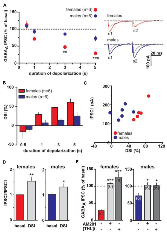 Endocannabinoid modulation of inhibitory transmission arising from rostral afferents is reduced in male LH rats. (A) The relationship between the depolarizing pulse duration and the relative amplitude of GABAA IPSCs obtained after 5–15 s after the end of depolarization is plotted (left panel). GABAA IPSCs amplitude was normalized to the averaged value (dotted line) before depolarization. Each symbol represents the averaged value obtained from different cells. Representative traces before and after DSI (5 s) are overlaid and shown (right panel). Gray traces represent the GABAA IPSCs after the depolarizing step. (B) Averaged data for DSI induced by depolarizing pulses with a duration of 0.5, 1, 3, and 5 s are plotted. (C) No correlation was found between DSI magnitude and size of GABAA IPSC in either sex. (D) Bar graphs summarizing the average paired-pulse ratio (IPSC2/IPSC1) of rostral GABAA IPSCs for all cells recorded in male and female LH rats. No sex dimorphism was found in DSI-induced increased paired-pulsed ratio. (E) In the presence of either CB1 receptor antagonist (AM281) or inhibitor of sn-1-DAGL (THL) DSI could not be induced in either sex. Data are expressed as mean ± SEM. *P < 0.05, **P < 0.01, and ***P < 0.0001.