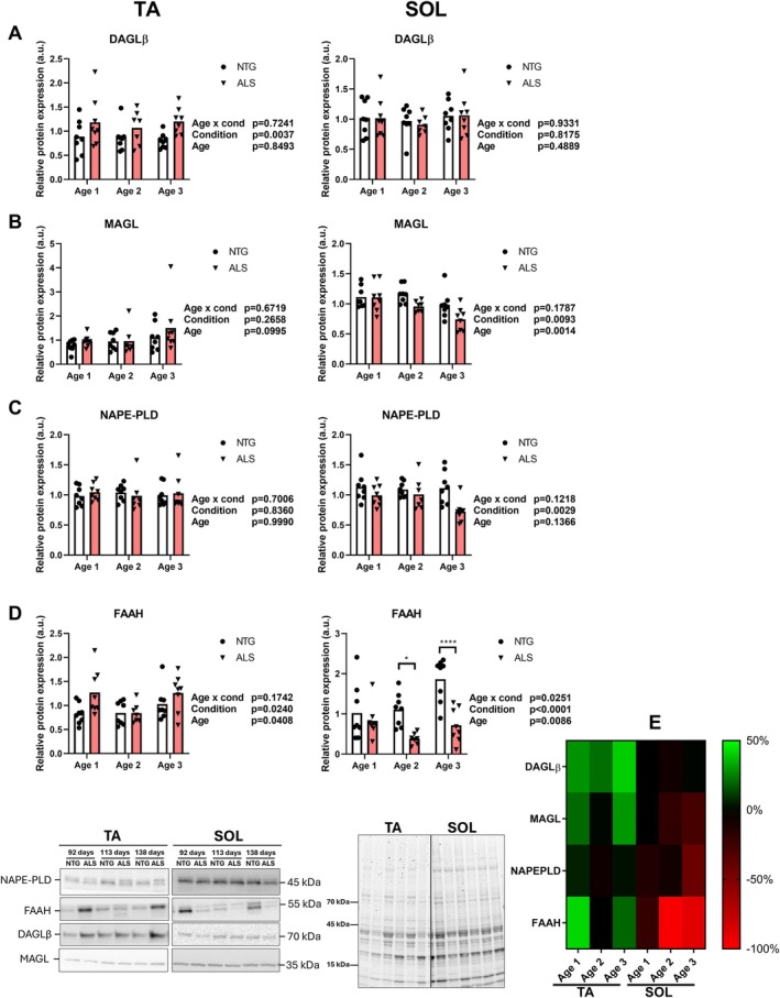 The effect of hSOD1 genotype and age on enzymes, responsible for endocannabinoid(−like mediator) synthesis and breakdown in the tibialis anterior (TA) and soleus muscle (SOL). Enzymes include diacylglycerol lipase β (DAGLβ; panel A), monoacylglycerol lipase (MAGL; panel B), N‐acyl phosphatidylethanolamine phospholipase D (NAPE‐PLD; panel C) and fatty‐acid amide hydrolase 1 (FAAH; panel D). The individual (dots and triangles) and average (bar) values of nontransgenic control mice (NTG; dots) and hSOD1‐transgene mice (ALS; triangles) are presented. p values of two‐way analysis of variance, and Bonferroni‐corrected post hoc analyses are presented. The heat map (panel E) shows the %‐difference in muscle enzyme expression between the hSOD1‐transgene and nontransgenic control mice, for the TA and SOL and at three ages (age 1: 92 days, age 2: 113 days, age 3: 138 days) (n = 7–8/group).