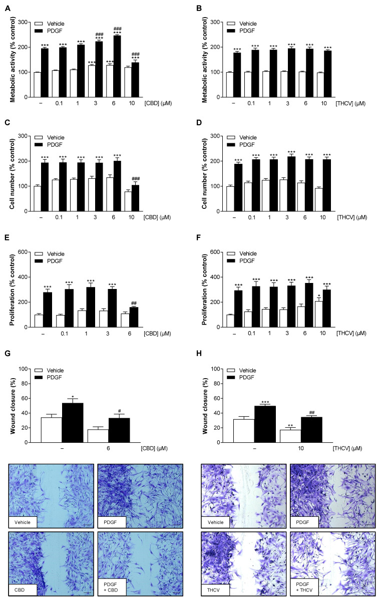 Effect of CBD and THCV on PDGF-induced metabolic activity, cell number, proliferation, and migration of HCASMC. To analyze metabolic activity (A,B), cell number (C,D), and proliferation (E,F), HCASMC were incubated with 25 ng/mL PDGF or its vehicle and increasing concentrations of CBD or THCV or its vehicle for 144 h. Thereafter, metabolic activity was determined by WST-1 colorimetric assay, cell number by crystal violet staining, and proliferation by BrdU incorporation assay. For analysis of migration (G,H), a scratch wound was made in confluent HCASMC. Cells were then incubated with 25 ng/mL PDGF or its vehicle and increasing concentrations of CBD and THCV or its vehicle. Scratch wounds were analyzed after 0 h and 24 h of incubation. Representative images of crystal violet staining (G,H) show the scratch wound after 24 h (scale bar, 200 µm). Vehicle-treated cells were used as control (100%), except for migration experiments, where the wound area after 24 h was set in relation to the wound area after 0 h. Data are presented as means ± SEM of n = 9–12 (3 independent experiments, (A–D)), n = 9 (3 independent experiments, (E,F)), and n = 6–7 (3–4 independent experiments, (G,H)). * p ≤ 0.05, ** p ≤ 0.01, *** p ≤ 0.001 vs. vehicle control; # p ≤ 0.05, ## p ≤ 0.01, ### p ≤ 0.001 vs. PDGF-stimulated cells; one-way ANOVA plus Bonferroni post hoc test.