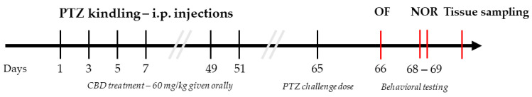 Timeline illustration of the experimental model. Cannabidiol was administered orally in a dose of 60 mg/kg each day, starting from day 0 until achieving a kindled state. Abbreviations: OF, open field test; NOR, novel object recognition test.