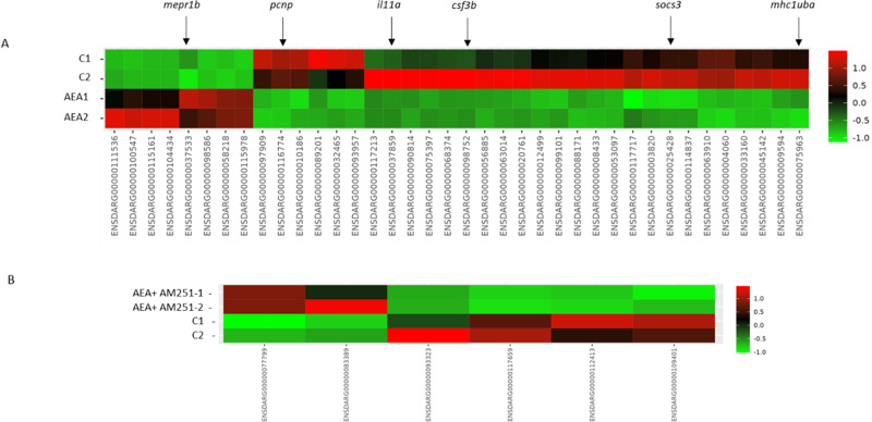 Heatmaps showing the list of DEG in zebrafish xenograft exposed to AEA and AEA + AM251.A AEA vs. Ctrl. B AEA + AM251 vs. Ctrl. Color scales represent fold-change between two groups as described (green = downregulation, red = upregulation). Only significant DEGs (FDR < = 0.05) have been included. Arrows show DEGs analyzed in this study.