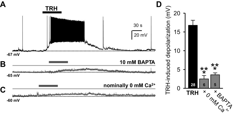 External Ca2+ plays a major role in thyrotropin-releasing hormone (TRH) receptor signaling. A: whole cell current-clamp recording illustrates the typical response of paraventricular thalamic nucleus (PVT) neurons to a 60-s bath application of 100 nM TRH (bar). B and C: whole cell current-clamp recordings from two other PVT neurons show smaller TRH responses when TRH was applied either during the internal perfusion with 10 mM BAPTA (B) or in artificial cerebrospinal fluid (ACSF) with nominally 0 mM Ca2+ (for 15 min; C). D: summary histogram illustrates TRH-induced membrane depolarization in the presence of 100 nM TRH alone (black bar; for 60 s) or when TRH was applied either during internal perfusion with 10 mM BAPTA or in ACSF with nominally 0 mM Ca2+ (gray bars). Data are expressed as means ± SE. ***P < 0.001.