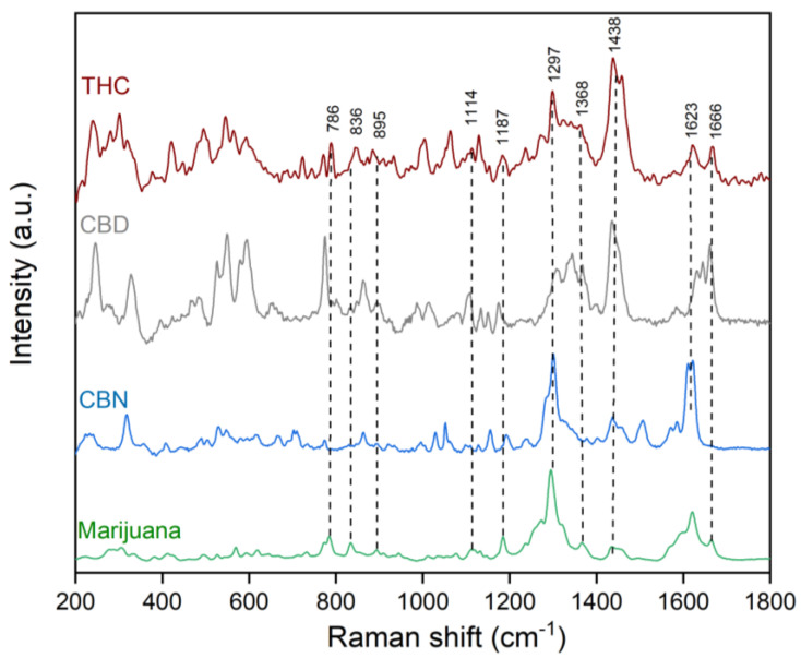 Experimental average Raman spectrum of marijuana and the main cannabinoids (THC, CBD, CBN) used as standards.