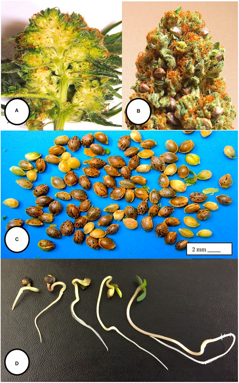 Seed formation within hermaphroditic inflorescences of Cannabis sativa. (A) Longitudinal section cut through the female inflorescence showing outer protruding stigmas and unfertilized ovules. (B) Seed formation within a hermaphroditic inflorescence after 3–4 weeks. Some of the calyx tissue was cut away to reveal the underlying seeds. (C) Seeds recovered from hermaphroditic flowers, ranging from mature (brown) to immature (yellowish-green). (D) Stages of seed germination after placement in a cocofibre:vermiculite potting medium and incubation for 10 days.