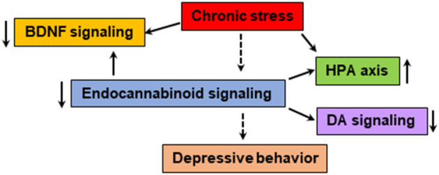 The endocannabinoid system is known to modulate the BDNF, HPA axis and monoamine neurotransmitter systems, which are shown to be impaired in patients with depressive behavior. Chronic stress could dysregulate the function of endocannabinoid-mediated signaling leading to abnormalities in neurogenesis, HPA axis, monoamine systems and immune response. The pharmacological agents that enhance endocannabinoid/CB1-mediated signaling and physical exercise shown to have positive effect on mood.
