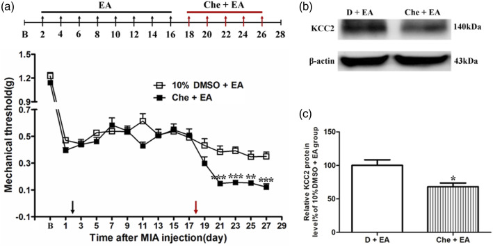 Effects of PKC inhibitor Chelerythrine on EA analgesia and KCC2 expression in the dorsal spinal cord tissues. (a) Schematic show the timeline of EA and Chelerythrine administered. Time course of tactile threshold in response to von Frey filaments in 10% DMSO + EA and Chelerythrine + EA mice. (b) Representative gel image shows the protein level of KCC2 in dorsal spinal cord tissues obtained from 10% DMSO + EA (D + EA) and Chelerythrine + EA (Che+ EA). β-actin was used as a loading control. The protein band at 140 kDa corresponds to KCC2. (c) Summary data show the effect of PKC antagonist Chelerythrine on the protein level of KCC2 in dorsal spinal cord tissues. EA was administered for 30 min, once every other day for 4 weeks, starting from 2 days after MIA injection, as indicated by black arrow. The PKC antagonist Chelerythrine (1 nmol) was administered i.t 30 min before EA starting from the 18 days after MIA injection, once every other day for 5 times, as indicated by red arrow. Data are expressed as means ± SME (n = 8 mice in each group (behavioral test); n = 4 mice in each group (western blotting)). * p < .05; ** p < .01; *** p < .001, compared with the 10% DMSO + EA (D + EA) group. PKC: protein kinase C; KOA: knee osteoarthritis; EA: electroacupuncture.