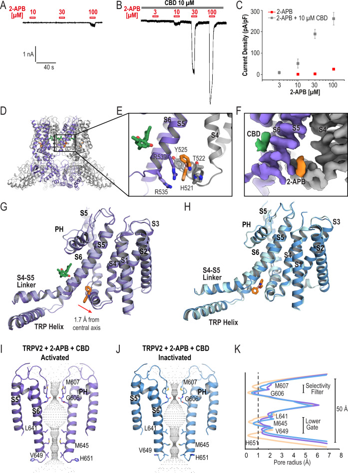 Simultaneous binding of 2-APB and CBD to TRPV2.Representative whole-cell patch clamp current traces displaying an activation of wildtype rat TRPV2 by A 10, 30, and 100 μM of 2-APB alone. B 10 μM of CBD alone, and synergetic effect of the two agonists applied together. C Comparison of current densities; data is shown as mean ± S.E.M. Error bars in the 2-APB only graph are too small to be seen. N = 7 for 2-APB alone and N = 5 for the two agonists applied together. Source data are provided as a Source Data file. Cartoon representation (D, E) and map density (F) of the 2-APB and CBD binding sites in TRPV22APB_CBD_AC. One monomer is colored medium purple, the adjacent monomer is colored gray; 2-APB is colored orange, CBD is colored green. Map contoured at σ = 5. G Cartoon representations comparing TRPV22APB_AC (light blue) and TRPV22APB_CBD_AC (medium purple), the drugs shown are from TRPV22APB_CBD_AC; models were aligned to S6. H Cartoon representations comparing TRPV22APB_IAC (light cyan) and TRPV22APB_CBD_IAC (medium blue), the drug shown is from TRPV22APB_IAC; models were aligned to S6. HOLE-generated pore profiles of TRPV22APB_CBD_AC (I) and TRPV22APB_CBD_IAC (J). K Graphical representation of the pore profiles of TRPV2Apo1 (wheat, PDB 6U84), TRPV22APB_ CBD_AC (medium purple), TRPV22APB_CBD_IAC (medium blue). The radius of a dehydrated calcium ion is marked by a dotted gray line at 1.1 Å.