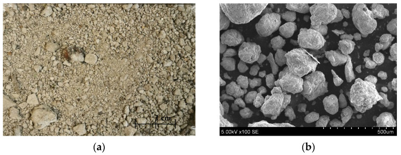 Picture of BS from plant (a), SEM of BS (×)100 (b).