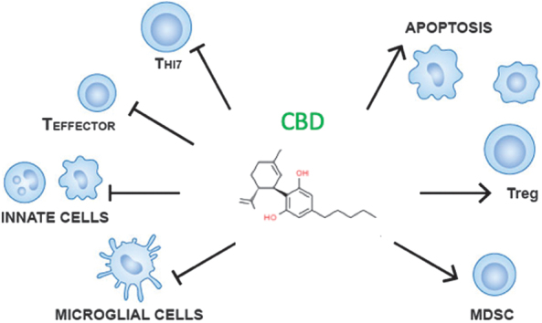 Summary of CBD's mechanisms of immune suppression. Overall, CBD's immune system suppression is mediated by direct inhibition of various cell types (microglial, innate, and T cells) and induction of apoptosis and regulatory cells (Tregs and MDSCs). CBD, Cannabidiol; MDSCs, myeloid-derived suppressor cells; Treg, regulatory T cell.