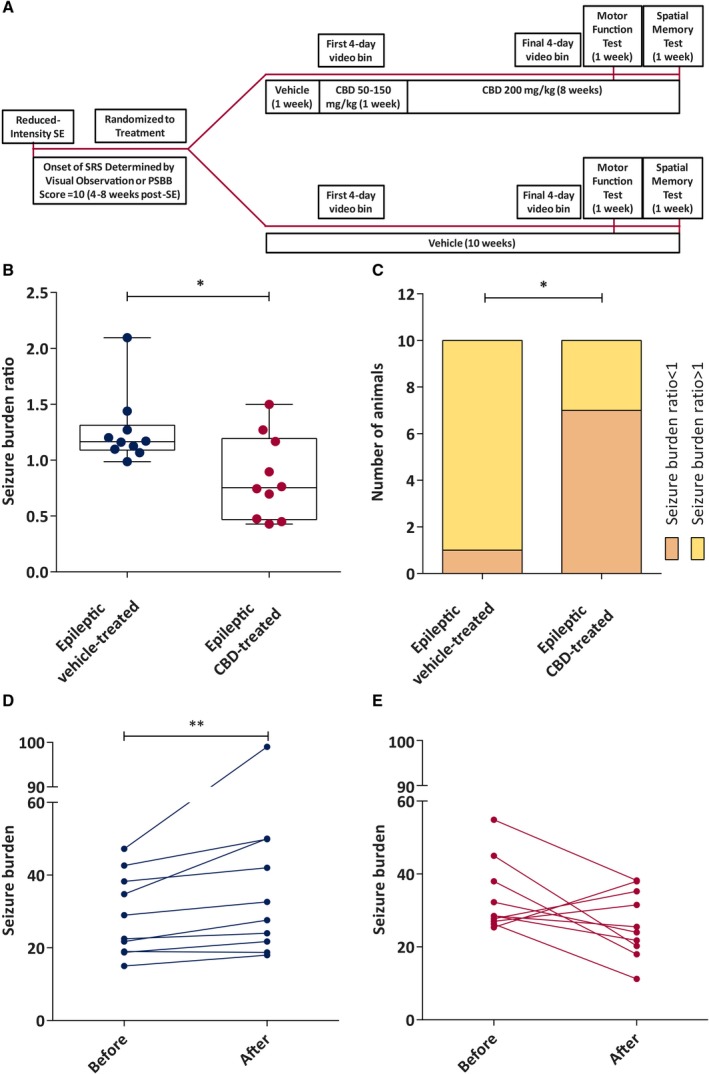 Chronic administration of cannabidiol (CBD) modifies the overall spontaneous seizure burden ratio and seizure burden in the reduced intensity status epilepticus (SE)–induced spontaneous recurrent seizures (SRS) rat model of chronic temporal lobe epilepsy up to 7 weeks postinsult. A, Study time line for the epileptic animals. PSBB, postseizure behavioral battery. B, Median seizure burden ratio of epileptic vehicle‐treated and epileptic CBD‐treated animals recorded during a 7‐week continuous video monitoring period. CBD significantly reduced the seizure burden ratio compared to the vehicle‐treated counterpart (n = 10/group; data were analyzed by Mann‐Whitney test, *P < 0.05). Data are expressed as median, minimum to maximum, and interquartile range. C, Number of epileptic vehicle‐treated and epileptic CBD‐treated animals with seizure burden ratio < or > 1 (data were analyzed by Fisher's exact test, *P < 0.05). D, Median seizure burden before and after vehicle treatment. Seizure burden was increased significantly in this group at the end of the observation period (n = 10; data were analyzed by Wilcoxon matched‐pairs signed‐rank test, **P < 0.01). E, Median seizure burden before and after CBD treatment. CBD‐treated rats showed no change in seizure burden (n = 10; data were analyzed by Wilcoxon matched‐pairs signed‐rank test)
