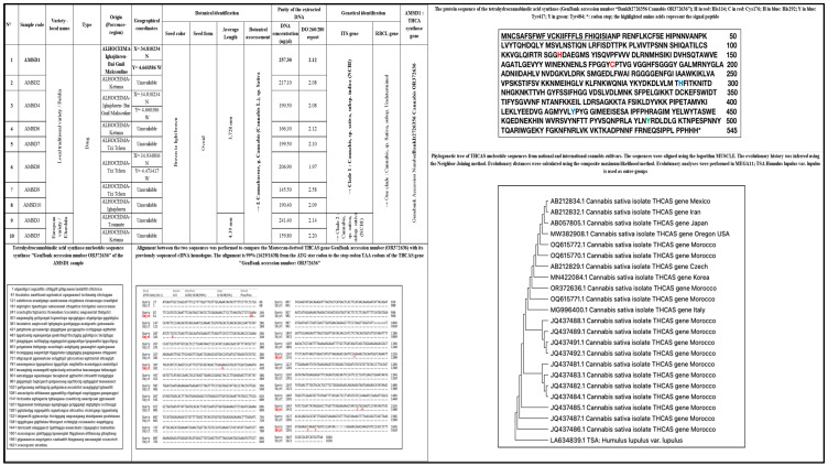 Result of the botanical and genetical identification of the studied plant (seeds) samples: The informed variety is the one described by the cultivars; DNA: Deoxyribonucleic acid; OD: optical density; NCBI: National Center for Biotechnology Information; ITS gene: Internal Transcribed Spacer gene; RBCL gene: Rubisco large subunit gene; THCAS: tetrahydrocannabinolic acid (THCA) synthase; Phylogenetic tree of THCAS nucleotide sequences, Neighbor-Joining method [13]; Composite maximum likelihood method [14]; Evolutionary analyses in MEGA11 [15,16].
