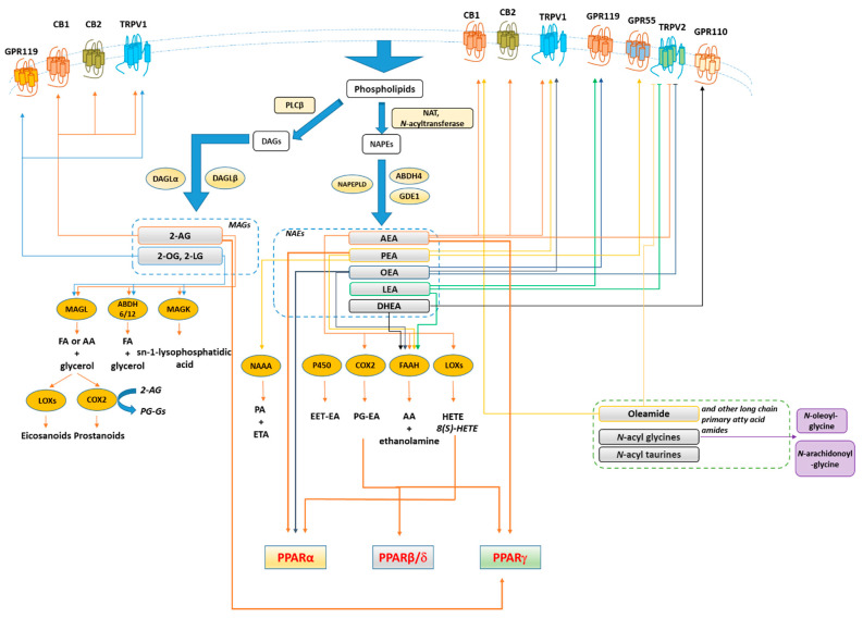 Synthesis, inactivation, receptors and main metabolic functions of endocannabinoidome mediators. Thick arrows denote the biochemical reactions and functional connections underlying endocannabinoidome mediator action. Not shown, for the sake of clarity, are the negative effects exerted by almost all unsaturated N-acyl-amides tested so far on T-type (Cav3) Ca2+ channels. Blunted arrows denote inhibition. Abbreviations: 2-AG, 2-arachidonoylglycerol; 2-LG, 2-linoleoyl glycerol; 2-OG, 2-oleoyl glycerol; 5/12/15-LOX, 5/12/15-lipoxygenase; 15 HAEA, 15(S)-HETE Ethanolamide; AA, arachidonic acid; ABH4/6/12, αβ-hydrolase 4/6/12; AEA, Anandamide; CB1/2, cannabinoid receptor 1/2; COX2, cyclooxygenase 2; DAG, diacylglycerols; DHEA, N-docosahexaenoyl-ethanolamine; EET-EA, epoxyeicosatrienoic acid ethanolamide; FA, fatty acid; FAAH, fatty acid amide hydrolase; FA, free fatty acids; GDE1, glycerophosphodiester phosphodiesterase 1; GPR, G-protein-coupled receptor; LEA, N-linoleoyl-ethanolamine; MAGL, monoacylglycerol lipase; MAG, monoacylglycerols NAAA, N-acylethanolamine-hydrolysing acid amidase, NAPE, N-acyl-phosphatidylethanolamine; NAPEPLD, N-acyl-phosphatidylethanolamine-specific phospholipase D; NAT, N-acyltransferase; OEA, N-oleoyl-ethanolamine; P450, cytochrome p450 oxygenases; PEA, N-palmitoylethanolamine; PGE2, Prostaglandin E2; PLCβ, phospholipase Cβ; PPARγ, peroxisome proliferator-activated receptor γ; PPARα, peroxisome proliferator-activated receptor α; SEA, N-stearoyl-ethanolamine; TRPV1, transient receptor potential vanilloid type-1 channel; TRPV2, transient receptor potential vanilloid type-2 channel.