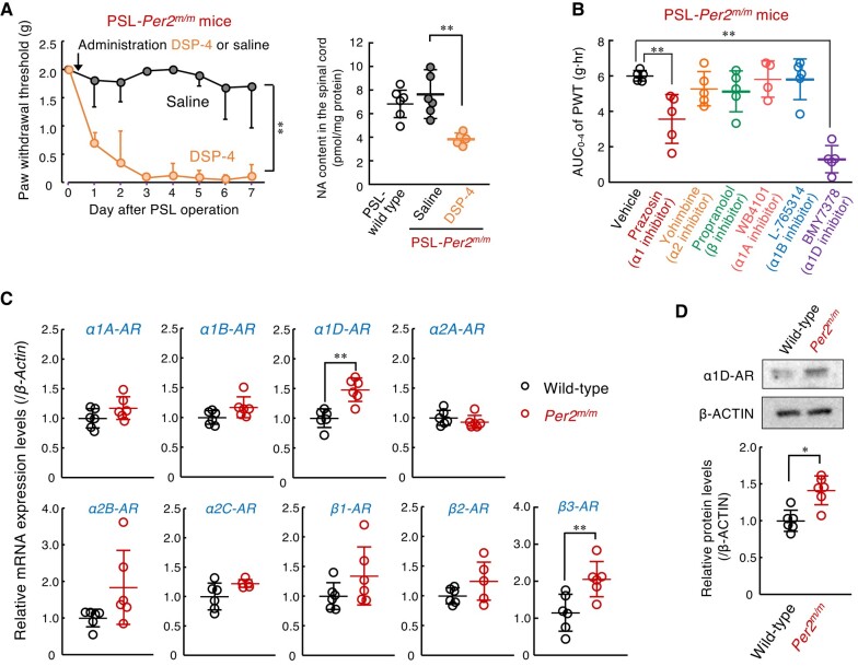 Enhancement of descending noradrenergic pain suppression pathways in Per2m/m mice. A) Production of tactile allodynia and spinal noradrenaline (NA) content of PSL-Per2m/m male mice after intraperitoneal injection of DSP-4. One day after the PSL operation, DSP-4 (50 mg/kg) was intraperitoneally administrated to PSL-Per2m/m mice. The left panel shows the withdrawal threshold of the ipsilateral hind paw of DSP-4 administrated PSL-Per2m/m at ZT10. Values are shown as mean with SD (n = 6). **P < 0.01, a significant difference between the two groups (drug; F1,79 = 484.229; P < 0.001, days; F7,79 = 14.844; P < 0.001, interaction; F7,79 = 10.704; P < 0.001, two-way ANOVA). The left panel shows NA content in the spinal cord of PSL-wild-type male mice and DSP-4 administrated PSL-Per2m/m male mice. The NA content was assessed at ZT10 on day 7 after DSP-4 administration. Values are shown as mean with SD (n = 5–6). **P < 0.01, a significant difference between the two groups (F2,14 = 8.127, P = 0.005, one-way ANOVA with Tukey–Kramer's post hoc test). B) Effects of selective adrenaline receptor antagonists on the withdrawal threshold of ipsilateral hind paws of PSL-Per2m/m male mice. The PWT of ipsilateral side of PSL-Per2m/m mice was assessed up to 4 h after intrathecal injection of each antagonist at ZT10. The dosage of each drug was determined based on previous reports as described in materials and methods section. The AUC of PWT after the drug injection was calculated using the trapezoidal rule. Values are shown as means with SD (n = 4–5). **P < 0.01, a significant difference from vehicle-treated group (F6,27 = 13.985, P < 0.001, ANOVA with Dunnett post hoc test). C) The mRNA levels of adrenaline receptors (α1A, α1B, α1D, α2A, α2B, α2C, β1, β2, β3) in the spinal cord of male wild-type and male Per2m/m mice at ZT10. **P < 0.01, a significant difference between the two groups (Student's t test). D) The protein levels of α1D-AR in the spinal cord of male wild-type and male Per2m/m mice at ZT10. The expression levels of α1D-AR protein were normalized to that of β-ACTIN. *P < 0.05, a significant difference between the two groups (Student's t test).