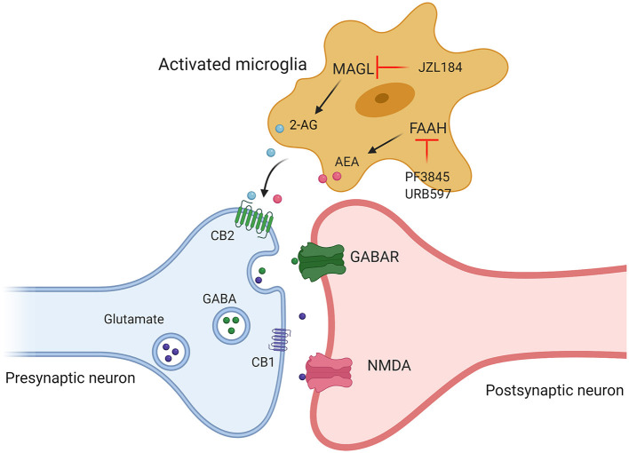 Targeting different components of ECS (2-AG, AEA, CB1, and CB2) may provide therapeutic strategies for the treatment of ASD. Administration of JZL184, a pharmacological inhibitor of MAGL, enhanced 2-AG signaling, by using FAAH inhibitor (PF3845, URB597) to increase AEA levels to promote the release of excitatory and inhibitory amino acid transmitters by acting on cannabinoid receptors.