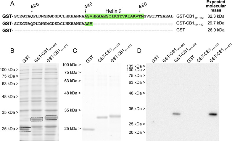 Analysis of the integrity of the GST-fusion proteins GST-CB1414–442 and GST-CB1414–472. A Linear representation of GST, GST-CB1414–442 and GST-CB1414-472 proteins and their theoretical molecular masses. B Analysis by SDS-PAGE and Coomassie blue staining of whole-cell pellet lysates from Rosetta™ (DE3) pLysS bacterial cultures induced by IPTG (3 h at 37 °C) for the expression of GST, GST-CB1414–442 and GST-CB1414–472 proteins. C Analysis by SDS-PAGE and Coomassie blue staining of GST, GST-CB1414–442 and GST-CB1414–472 proteins purified by affinity from the bacterial lysates shown in B. D Immunoblot of purified GST, GST-CB1414–442 and GST-CB1414–472 proteins using a rabbit polyclonal antibody raised against the 31 amino acid sequence at the C-terminus of the CB1 receptor. Only the GST-CB1414–472 construct carrying the antigen sequence was detected