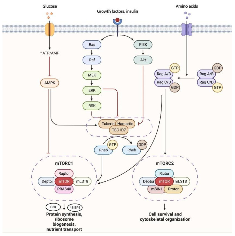 mTORC1 and mTORC2 pathway.