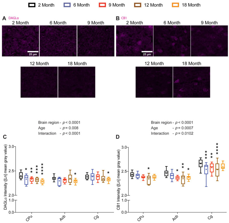 Age-related changes in DAGLα and CB1 protein levels in the limbic forebrain. Brain sections of 2-, 6-, 9-, 12- and 18-month-old mice were immunostained for DAGLα and CB1. Representative images depicting DAGLα and CB1 immunoreactivity in the striatum (scale bar = 25 μm) (A,B). Quantification of DAGLα (C) and CB1 (D) immunoreactivity in different limbic forebrain regions showed significant changes in DAGLα and CB1 protein levels in a region-specific manner with respect to age (n = 12–16 images were analyzed per region from 3–4 mice per age group). Whiskers represent minimum and maximum values; + symbol within the box indicates mean; * p < 0.05; ** p < 0.01; *** p < 0.001; **** p < 0.0001; linear mixed model analysis followed by Dunnett´s multiple comparison test. p-values refer to pairwise tests against the 2-month-old group.