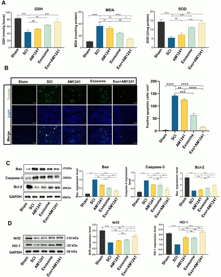 Exo + AM1241 treatment reduces oxidative stress via Nrf2/HO-1 signaling pathways and inhabits neural death in SCI mice model. (A) Histogram analysis shows anti-oxidants marker GSH activity, malondialdehyde (MDA) contents, and anti-oxidants marker SOD activity in spinal cord tissue (n = 3, mean ± SD, *p < 0.05, **p < 0.01, ***p < 0.001). (B) TUNEL (green) and DAPI (blue) staining show apoptosis in spinal tissue of the SCI model, with white arrows indicating apoptotic cells. The histogram indicates that Exo + AM1241 treatment significantly reduced neural apoptosis (n = 3, mean ± SD, *p < 0.05, **p < 0.01, ***p < 0.001). (C) Immunoblotting of spinal cord tissue showed the relative expression of apoptosis-related proteins normalized to GAPDH. Exo + AM1241 treatment increased anti-apoptotic Bcl-2 and decreased pro-apoptotic Bax and cleaved caspase-3. (n = 3, mean ± SEM, *p < 0.05, **p < 0.01, ***p < 0.001). (D) Immunoblotting analysis shows Nrf2 and HO-1 in spinal cord tissue SCI mice model. The histogram shows the relative expression levels of Nrf2 and HO-1 and normalized to GAPDH from three independent experiments. (n = 3, mean ± SD, *p < 0.05, **p < 0.01, ***p < 0.001)