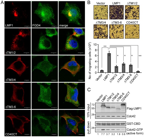 Deletion of the transmembrane domains of LMP1 impairs its ability to co-localize with FGD4 and to promote cell motility.(A) Co-localization of LMP1 with FGD4. NPC-TW02 cells grown on coverslips were transfected with 0.5 µg of expression plasmid for Flag-LMP1 or its truncated or chimeric forms. Cells were fixed after a 24-h incubation and a following 6-h serum starvation, and then co-stained with primary anti-FGD4 and anti-Flag antibodies and secondary FITC-conjugated (green) and TRITC-conjugated (red) antibodies, respectively. Nuclei were identified by DAPI staining (blue). Images were acquired using a ZEISS LSM510 confocal microscope as detailed in Materials and Methods. Scale bars, 10 µm. (B) Induction of cell motility by LMP1. NPC-TW02 cells were transfected with the plasmid for Flag-LMP1 or its truncated or chimeric forms. After 24 h, the cells were re-seeded for transwell migration assays as detailed in Materials and Methods. Images of migrating cells in each experiment were acquired at 200× magnification. The number of migrating cells was counted and presented as the mean ± SD of four independent experiments (*P<0.01, **P<0.005; paired t-test). (C) The level of active Cdc42 under each condition was determined by GST-CBD pull-down assays of cell lysates prepared from a portion of cells used in transwell migration assays, as described above. The amounts of GST-CBD were determined by Ponceau S staining.