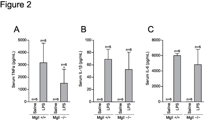 Serum cytokines after LPS administration. Mgll +/+ and Mgll −/− mice (n = 6 for each group) were intraperitoneally injected with 20 μg of LPS or saline, and serum were collected 2 h after injection. Serum levels of TNFα (A), IL-1β (B), and IL-6 (C) were determined by enzyme-linked immunosorbent assay. Data are expressed as mean ± SD. *p<0.05 vs. Mgll +/+, by Bonferroni post-test after two-way ANOVA.