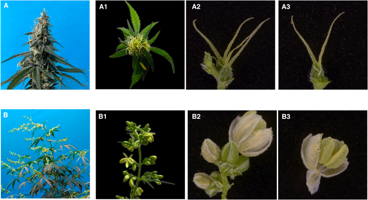 Morphological differences between female and male flowers(A) Female flower inflorescence: A1-3, multiple female flowers and single female flowers.(B) Male flower inflorescence: B1-3, multiple male flowers and single male flowers.