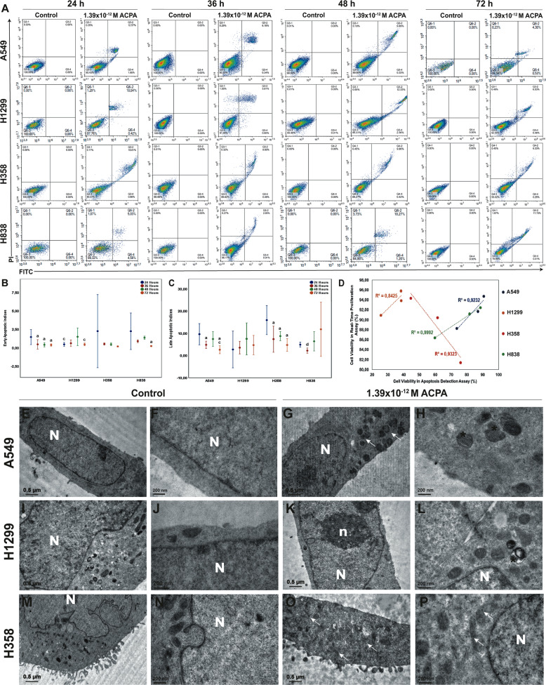 ACPA induces apoptosis on NSCLC cells.a Representative scatter dot-plot images of FCM depicting the effect of 1.39 × 10−12 M (IC50) dose of ACPA on NSCLC cells labeled with Annexin/PI. The percentage of viable, early, and late apoptotic to total ACPA-treated A549, H1299, H358, and H838 cells are shown with comparison to control at 24, 36, 48, and 72 hours. b, c Error bar graphs demonstrating early (b) and late (c) apoptotic indices for A549, H1299, H358, and H838 cells at 24, 36, 48, and 72 hours. a, b, c, and d demonstrate p < 0.05 comparing to 24, 36, 48, and 72 hours respectively, one-way analysis of variance (ANOVA). d Correlation graph between cell viability by RTCA and apoptosis by FCM following ACPA treatment of A549 (p = 0.01), H1299 (p = 0.667), H838 (p = 0.01), and H358 (p = 0.01) cells, Spearman’s test. e–p Left and right columns present the transmission electron micrographs of control and ACPA-treated groups respectively. All cancer cells exhibit cytoplasmic organelle composition of undifferentiated state with the lack of tubular systems. Note the presence of pleomorphic mitochondria with degenerated cristae and autophagic vacuoles in ACPA-treated groups (g, h, k, l, o, p). N: nucleus, n: nucleolus, (*): degenerated mitochondria, white arrow: autophagic vacuole. e, g, i, k, m, o, scale bar, 0.5 µm, f, h, j, l, n, p, scale bar, 200 nm.