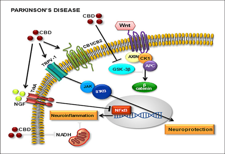 Main molecular targets for cannabidiol (CBD) in Parkinson's disease (PD). Cannabinoid receptors (CB1/CB2), transient receptor potential cation channel subfamily V member 1 (TRPV1), Wnt/GSK-3β (Wnt/glycogen synthase kinase 3 beta pathway), nerve growth factor (NGF), neurotrophic tyrosine kinase receptor member (TrkA), Janus kinase (JAK), signal transducer and activator of transcription proteins (SATAxin3), nicotinamide adenine dinucleotide (NADH), adenomatous polyposis coli (APC), casein kinase 1 (CK1), beta-catenin (β-catenin), nuclear factor kappa-light-chain-enhancer of activated B cells (NF-κB).