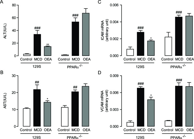 OEA alleviated liver injury and inflammation in MCD diet-induced fibrosis mice through PPAR-αA.-B. Effect of OEA on plasma ALT (A) and AST (B) levels in wild-type (WT) mice and PPAR-α knockout mice fed with normal diet, MCD diet, MCD diet combined with OEA administration (5 mg/kg/day, i.p.). C.-D. Effect of OEA on liver mRNA expression levels of ICAM (C) and VCAM (D) in wild-type (WT) mice and PPAR-α knockout mice fed with normal diet, MCD diet, MCD diet combined with OEA administration (5 mg/kg/day, i.p.). Data are shown as means ± s.e.m.; n = 6-8 in each group. ## P < 0.01, ### P < 0.001, * P < 0.05, ** P < 0.01.