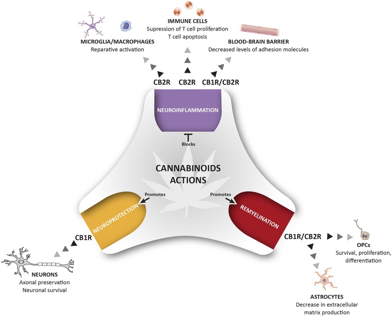 Therapeutic potential of cannabinoids (CBs) for the management of pathological events related to multiple sclerosis (MS). The activation of CB1R and CB2R present in different cells of the immune and nervous system control different pathological events related to MS including neuroinflammation, repair mechanisms, and neuroprotection. This holistic perspective of CBs treatment provides a multi-target medicine available for the management of MS.
